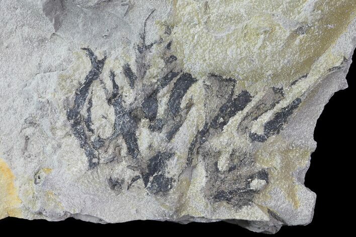 Graptolite Fossil - Rochester Shale, NY #68906